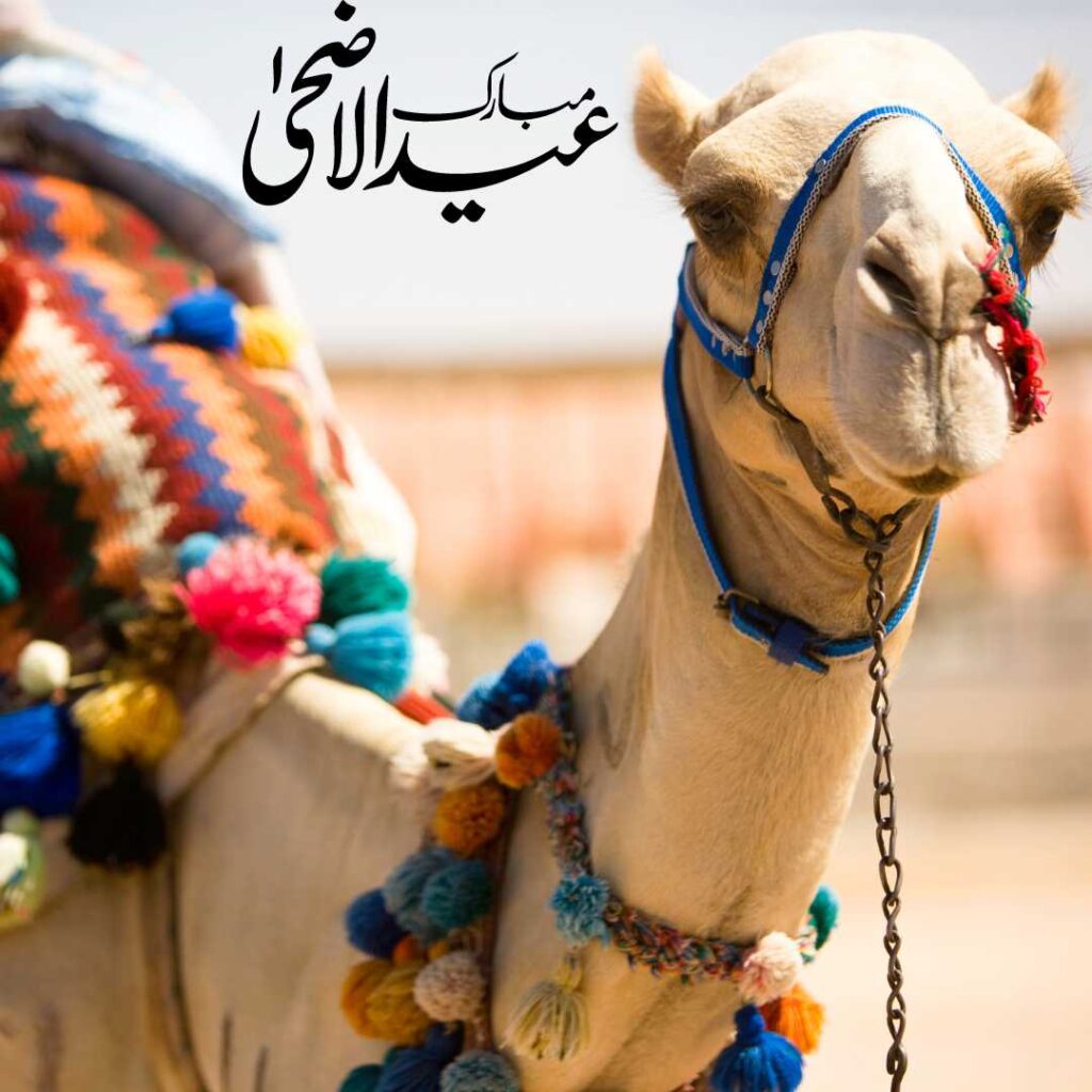 Eid-al-Adha-Mubarak-Halal-animals-like-camels-are-decorated-before-sacrifice-on-Eid
